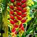 59 Heliconia rostrata Flowers
