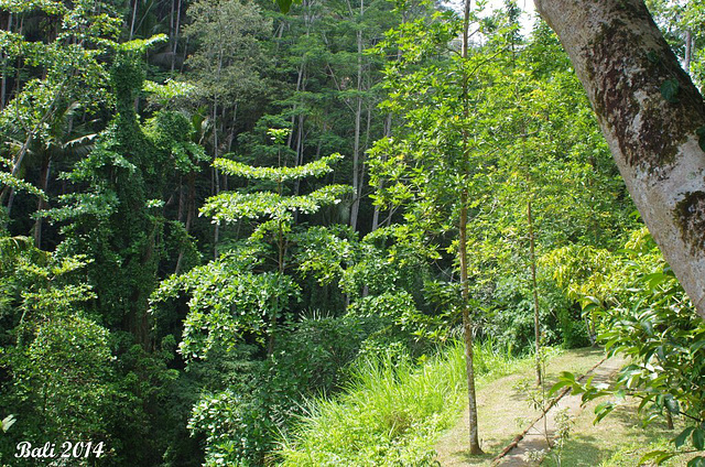 64 A Jungle View Along The Valley