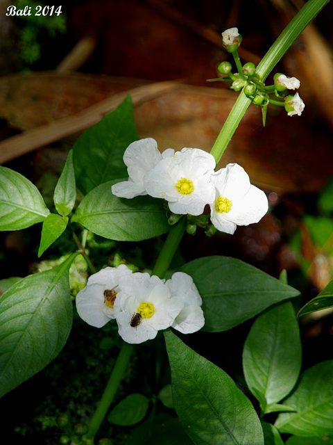 66 Wild Creeper Flowers