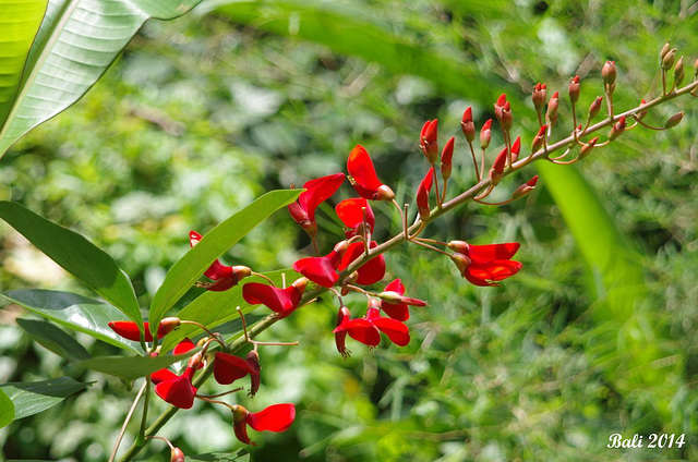 69 Flowers At Track-side