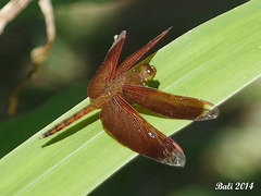 74 Neurothemis fluctuans (Common Parasol)