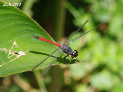 75 Agrionoptera insignis (Red Swampdragon)