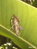77 A Bag-worm Case On A Banana Leaf