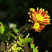 Crysanthemum x Morifolium