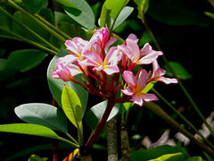 79 Frangipani Flowers