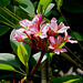 79 Frangipani Flowers