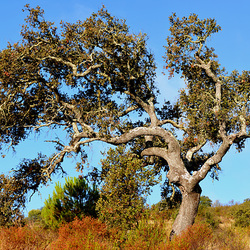 Alentejo Azinheira (Quercus ilex) Alentejo Azinheira (Quercus ilex)