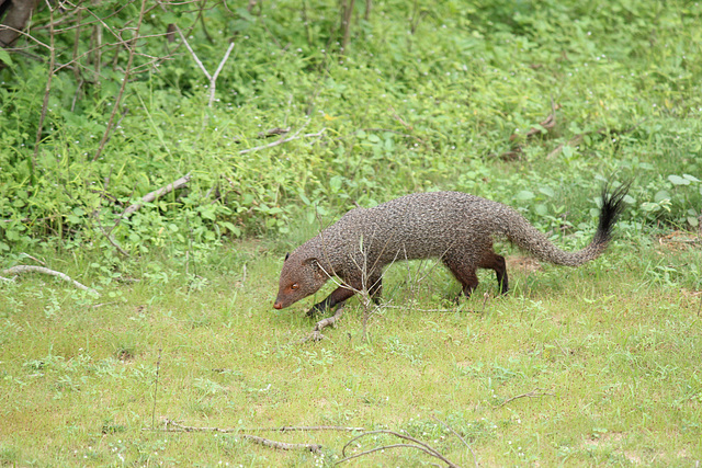 Mongoose