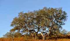 Alentejo Azinheira (quercus ilex)