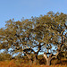 Alentejo Azinheira (quercus ilex)