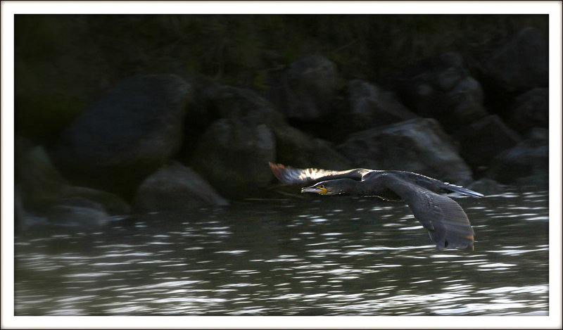 Cormoran