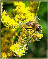 Klare Biene auf Blüte in besonderem Licht...  ©UdoSm