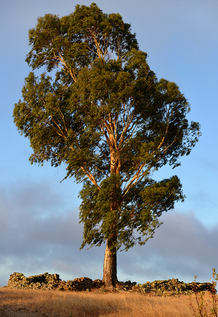 Penedos  Alentejo Eucalyptus