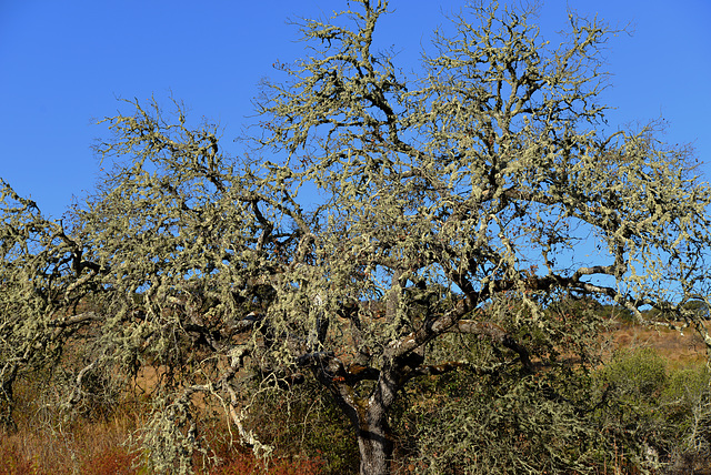 Alentejo. Azinheira (Quercus ilex)