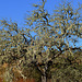 Alentejo. Azinheira (Quercus ilex)