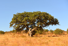 Alentejo.  Azinheira (Quercus ilex)