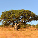 Alentejo.  Azinheira (Quercus ilex)