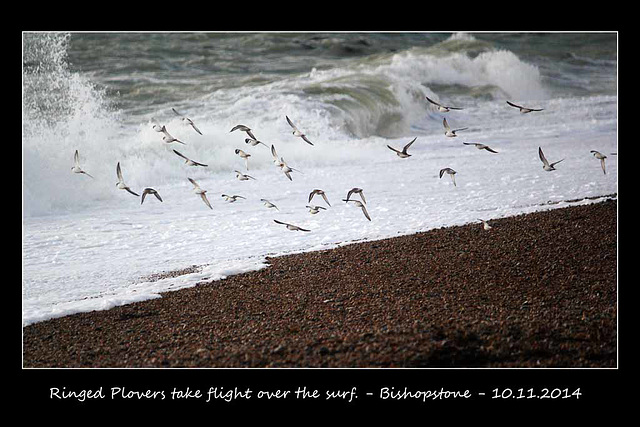 Ringed Plovers flying along the surf- Bishopstone  - 10.11.2014