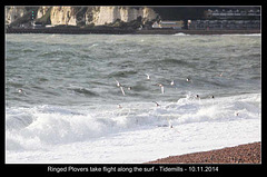 Ringed Plovers flying along the surf- Bishopstone  - 10.11.2014