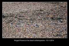 Ringed Plovers on beach - Bishopstone  - 10.11.2014