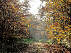 Buchenwald im Herbst