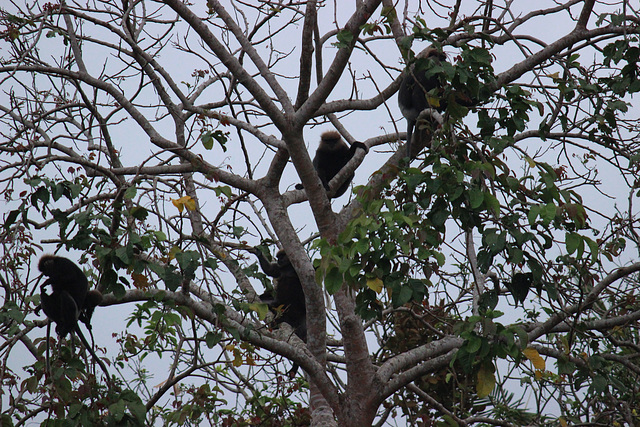 Leaf Monkeys