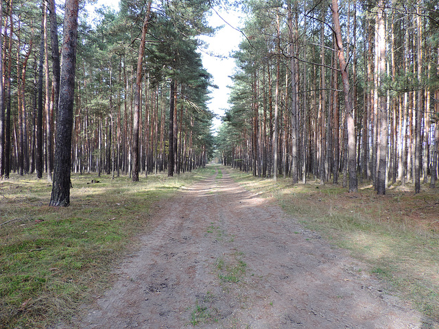 Waldweg/Wanderweg - Baruther Linie bei  Mückendorf