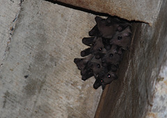 Dog-faced Bats