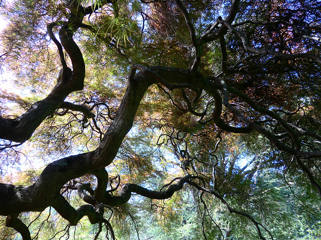 The Slender Leaves of a Japanese Maple