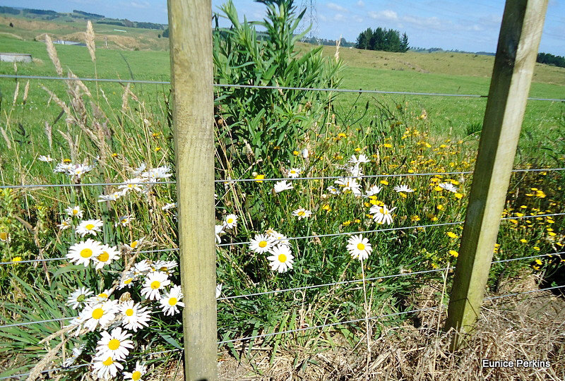 Fence Florals