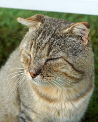 Monsieur Zazou de La Pyramide, 1