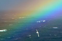 The Albatross and the Rainbow