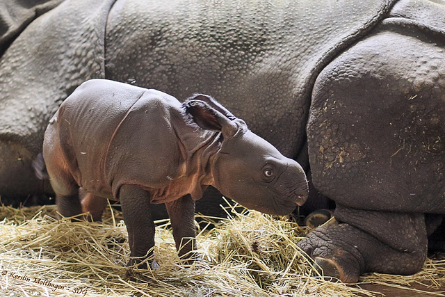 Nashorn und Nashörnchen (Wilhelma)