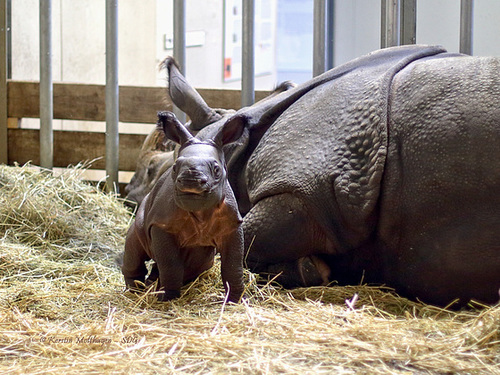 Nashorn und Nashörnchen (Wilhelma)