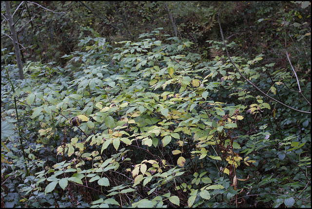 Sambucus racemosa -Sureau rouge