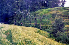 Bali.  Reisterrassen. ©UdoSm