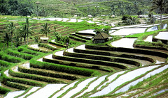 Bali.  Reisterrassen. ©UdoSm