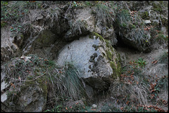 Granite en forêt