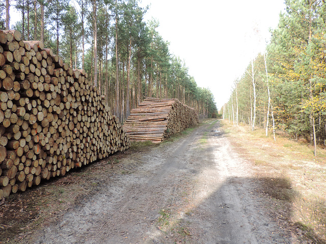 Wald- und Wanderweg Baruther Linie in Richtung Neuhof