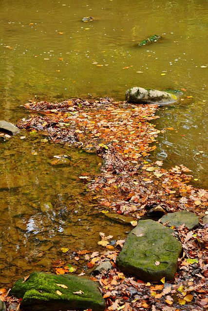 River Blyth in Plessey Wood, Northumberland