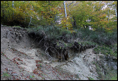 Sol forestier et érosion (3)