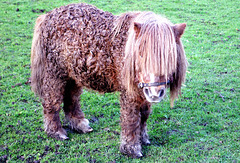 Miniature pony (2 of 2).