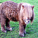 Miniature pony (2 of 2).