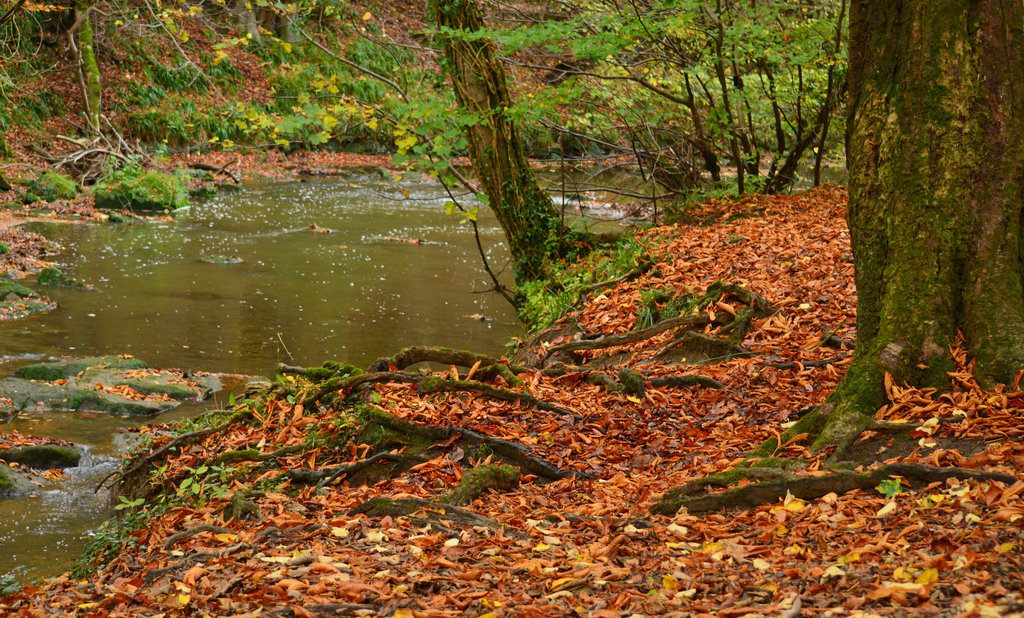 River Blyth in Plessey Wood, Northumberland