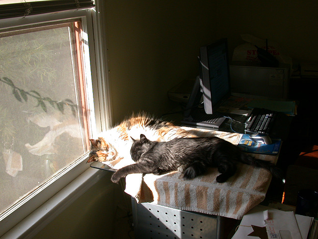 Betsy and Bear, winter afternoon