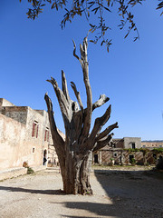 Olivenbaum mit Munition (Pfeil)