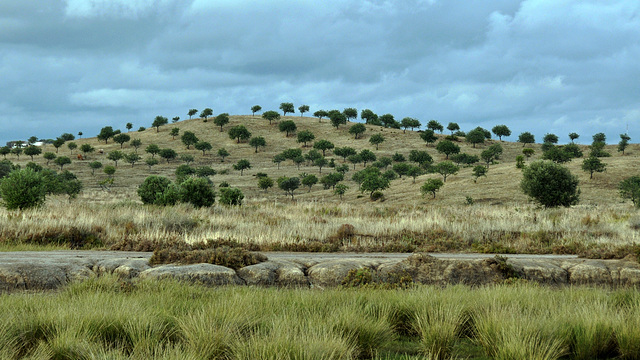 Sapal de Castro Marim (Portugal, Algarve).