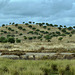 Sapal de Castro Marim (Portugal, Algarve).