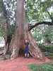 Arbres d'Angkor Thom.