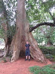 Arbres d'Angkor Thom.